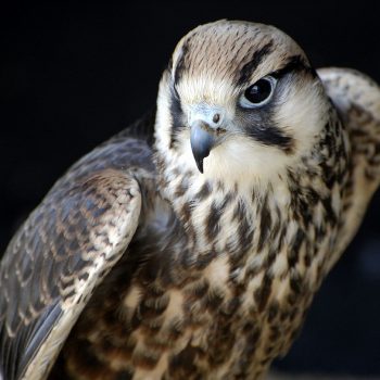 Saker Falcon-Falco cherrug
