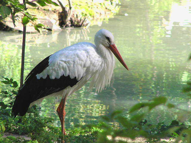 White Stork-Ciconia ciconia