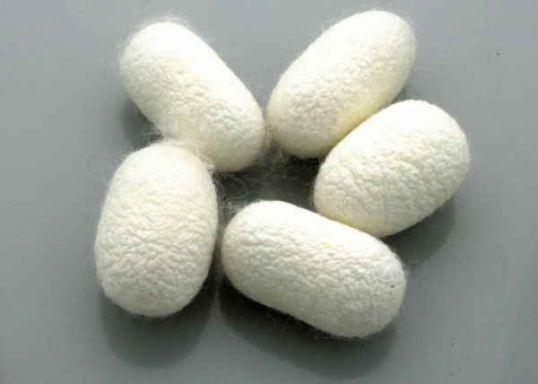 The silk cocoons
